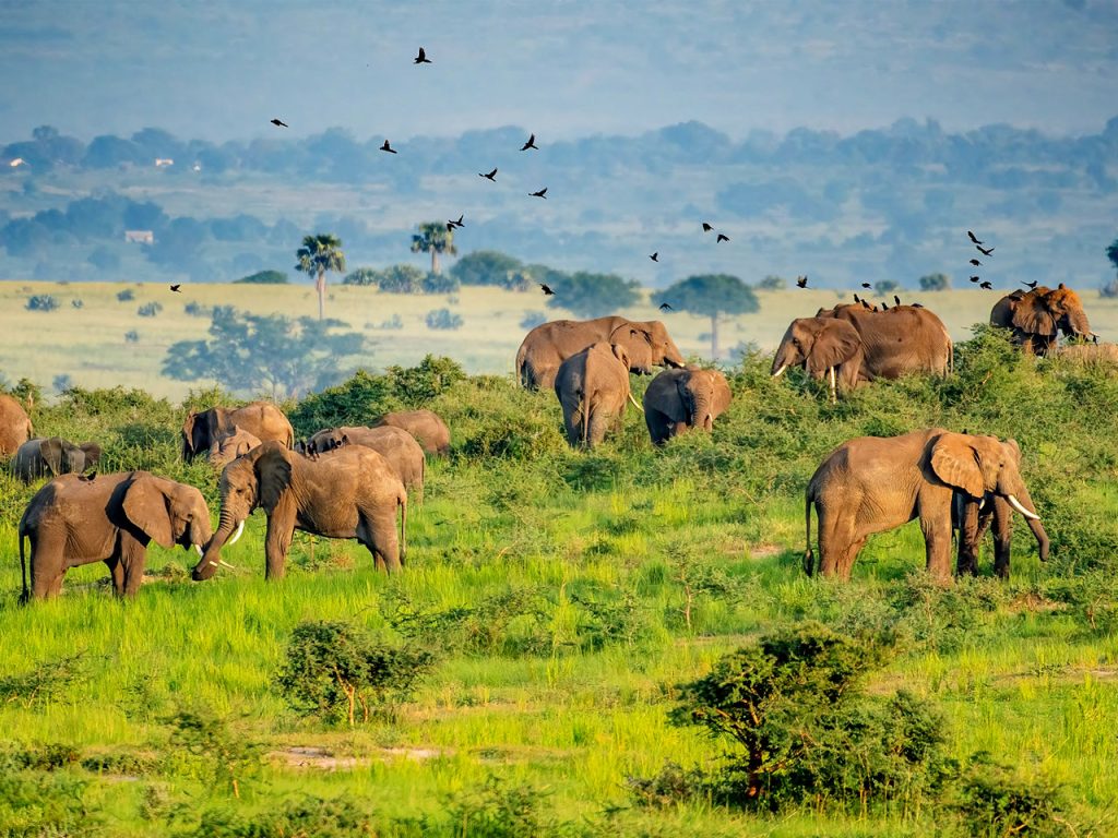 12-days-best-of-uganda-wildlife-safari