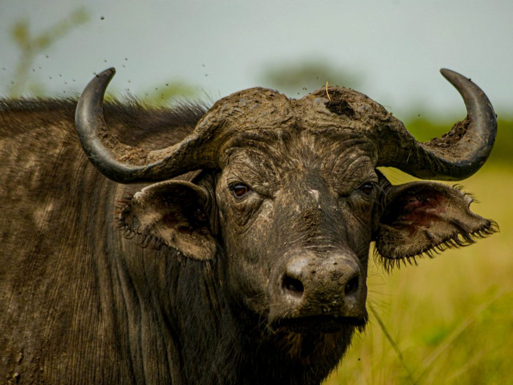 15-day-ultimate-uganda-wildlife-primates-cultural-safari