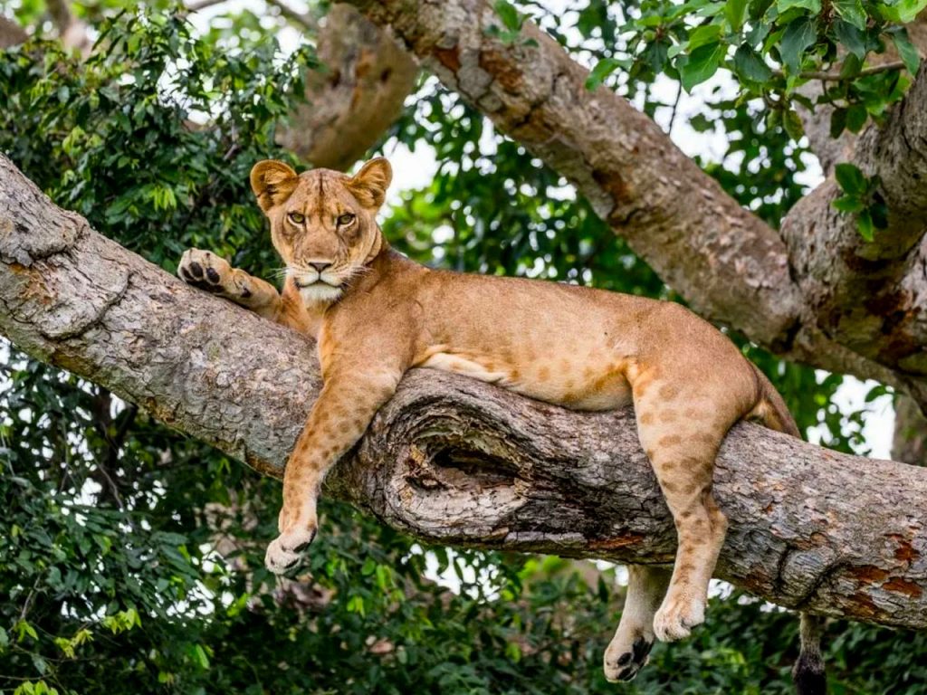 5-days-uganda-wildlife-and-gorilla-safari
