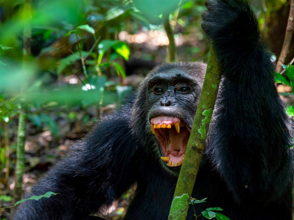 8-days-uganda-primates-safari