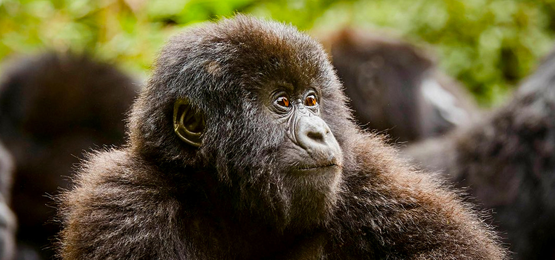 gorilla-trekking-in-uganda